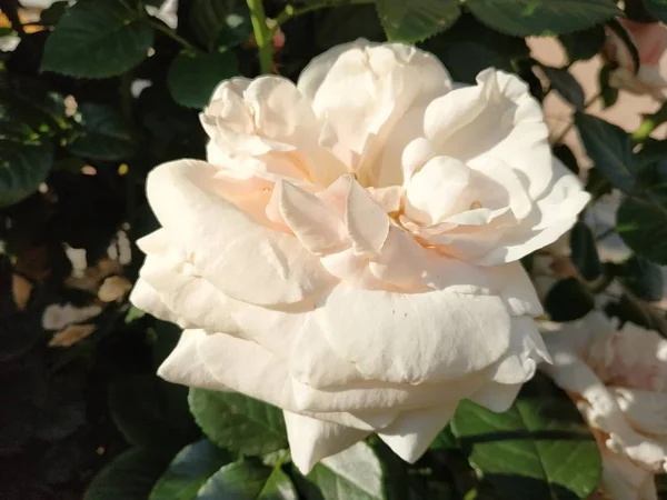 Rosa Dzika Róża Rosa Rodzaj Kulturalna Forma Roślin Różowej Rodziny — Zdjęcie stockowe