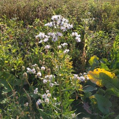  Romashka (Lat. Matricria)-Astrovye ailesinin çok yıllık çiçekli bitkilerin bir cins
