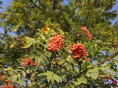 Genel Rowan (Sorbus aucuparia)