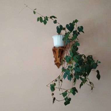 Crowton (lattır. Crton) - Euphorbia (Euphorbiaceae) familyasının bitki cinsi)