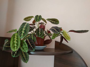 Crowton (lattır. Crton) - Euphorbia (Euphorbiaceae) familyasının bitki cinsi)