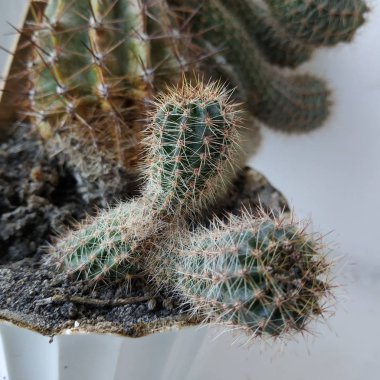 Kaktüs (Kaktaceae) - karanfil (Caryophyllales) familyasından sulu bitkiler familyasıdır.)