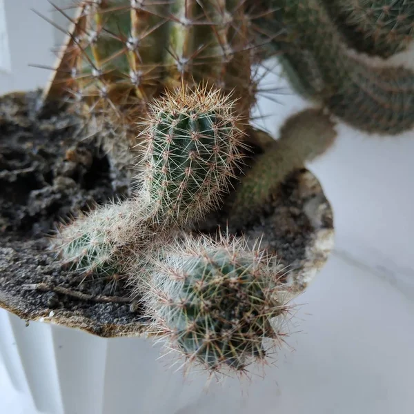 Cactus Cactaceae Famille Des Plantes Succulentes Ordre Des Oeillets Caryophyllales — Photo