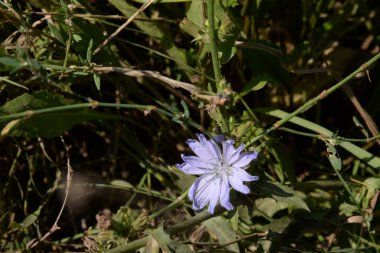 Yaban mersini veya Blavat Mavisi (Centaurea cyanus (Tümü) Dost.)