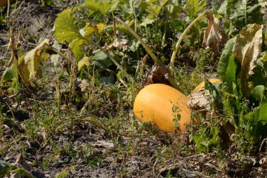 Balkabağı ya da lahana (Latin Cucurbita)