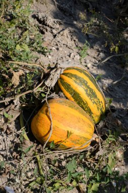 Balkabağı ya da lahana (Latin Cucurbita)