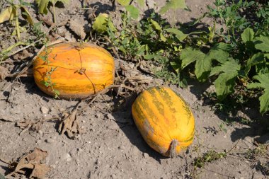 Balkabağı ya da lahana (Latin Cucurbita)