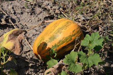 Balkabağı ya da lahana (Latin Cucurbita)