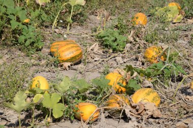 Balkabağı ya da lahana (Latin Cucurbita)