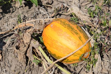 Balkabağı ya da lahana (Latin Cucurbita)