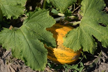 Balkabağı ya da lahana (Latin Cucurbita)