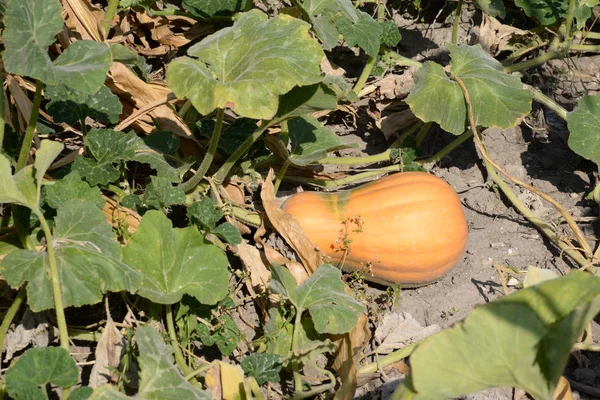 Calabaza Repollo Latín Cucurbita — Foto de Stock