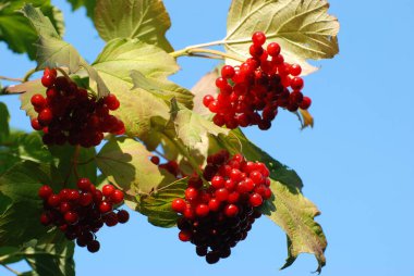 Yaygın mantar, kırmızı frenk üzümü (Latin Viburnum opulus)
