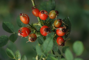 Olgun kalça dalları