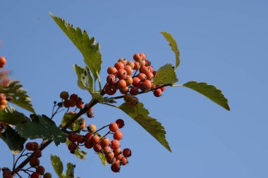 Yaygın mantar, kırmızı frenk üzümü (Latin Viburnum opulus)