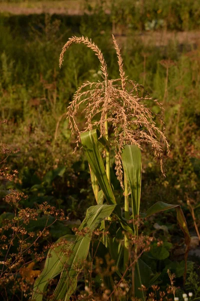 Zea Mays Annual Plant Tonkonog Family — Stock Photo, Image