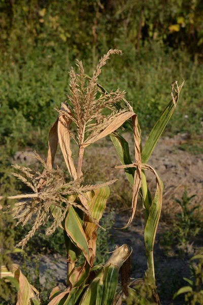 Zea Mays Una Planta Anual Familia Tonkonog —  Fotos de Stock