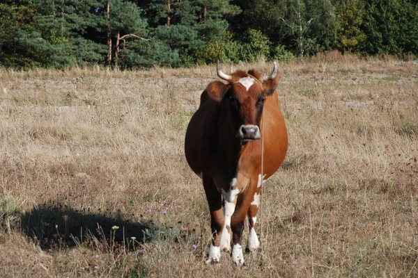 Taureau Vache Bos Taurus — Photo