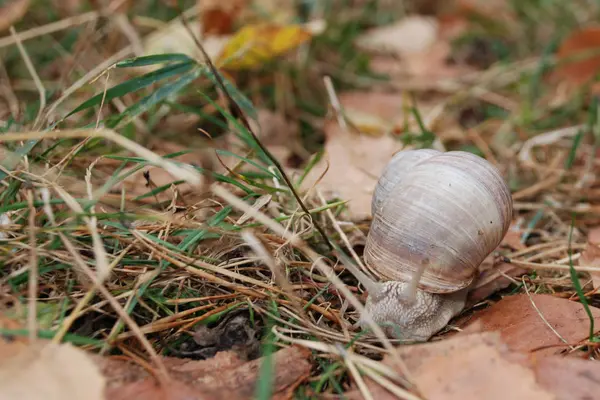 Snail Sometimes Less Properly Snail — Stock Photo, Image