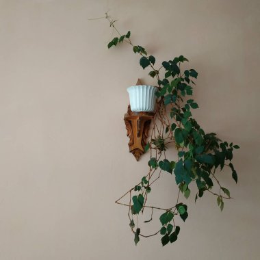 Crowton (lattır. Crton) - Euphorbia (Euphorbiaceae) familyasının bitki cinsi)