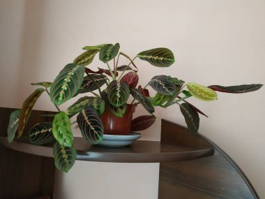 Crowton (lattır. Crton) - Euphorbia (Euphorbiaceae) familyasının bitki cinsi)