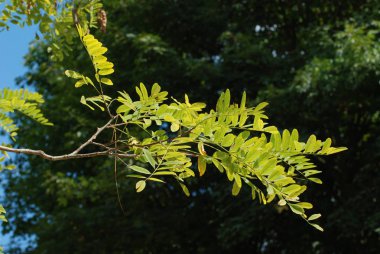 Acacia (Acacia), baklagiller familyasından bir bitki cinsidir..