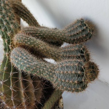 Kaktüs (Kaktaceae) - karanfil (Caryophyllales) familyasından sulu bitkiler familyasıdır.)