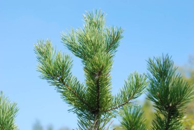 Sessiz köşe güzel doğa