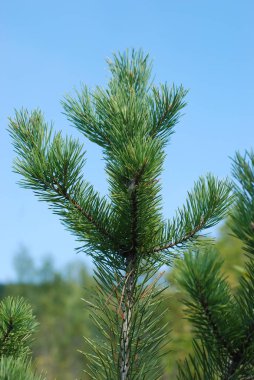 Sessiz köşe güzel doğa