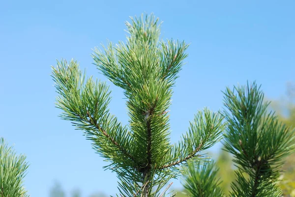 Ruhige Ecke Schöne Natur — Stockfoto