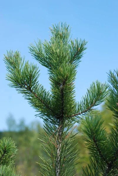 Sessiz köşe güzel doğa