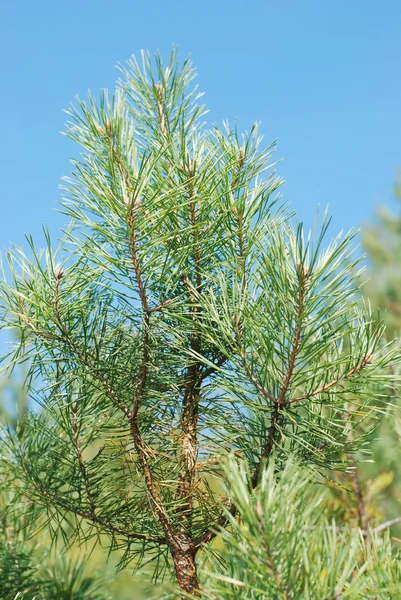 Ruhige Ecke Schöne Natur — Stockfoto