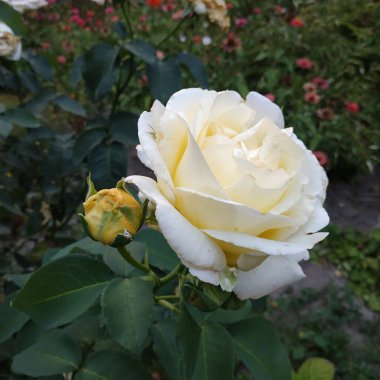 Rosa, yabani gül (Rosa L.) - pembe familyanın kültür ve cinsi.