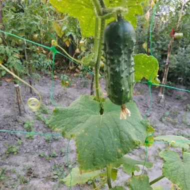 Ortak salatalık (Cucumis sativus)