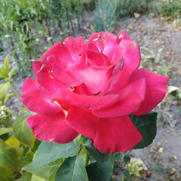 Rosa Dzika Róża Rosa Rodzaj Kulturalna Forma Roślin Różowej Rodziny — Zdjęcie stockowe
