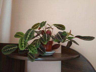 Crowton (lattır. Crton) - Euphorbia (Euphorbiaceae) familyasının bitki cinsi)
