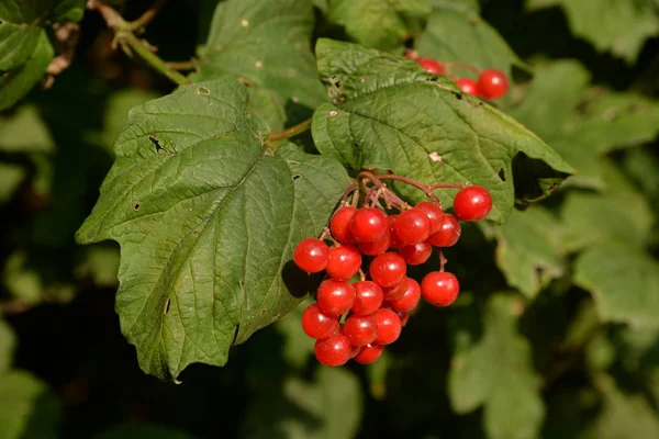 Közönséges Gomba Vörös Ribizli Latin Viburnum Opulus — Stock Fotó