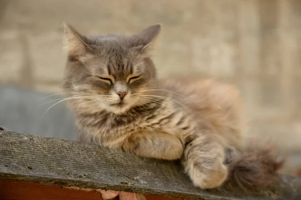 Gatinho Luz Descansando Chão — Fotografia de Stock