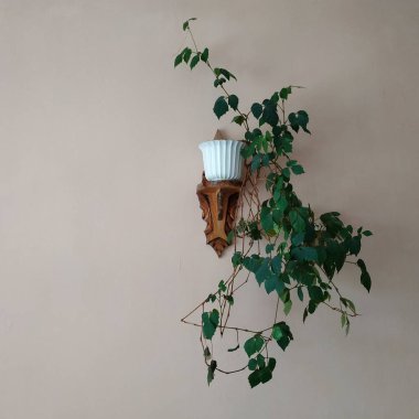 Crowton (lattır. Crton) - Euphorbia (Euphorbiaceae) familyasının bitki cinsi)