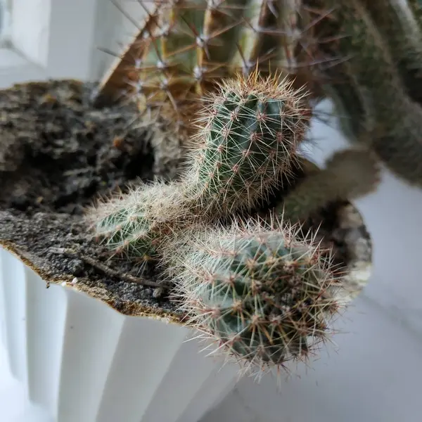 Kaktus Cactaceae Familjen Saftiga Växter Nejlika Caryophyllales — Stockfoto