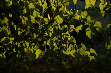 Sessiz köşe güzel doğa