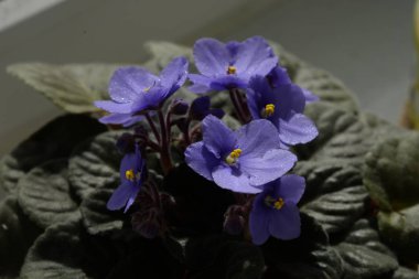 Sentpolia, Umbrian Violet (menekse)