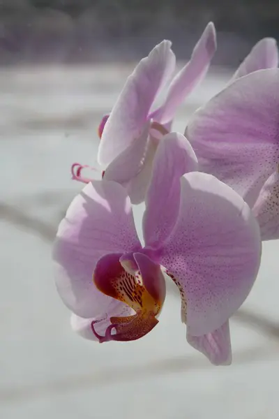 Zozuliantsev Orchidaceae Orchidaceae Πατρίδα Των Μονοκοτυλεδόνων Πολυετών Χερσαίων Επιφυτικών Στις — Φωτογραφία Αρχείου