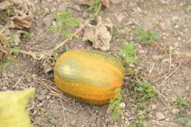 Balkabağı ya da lahana (Latin Cucurbita)