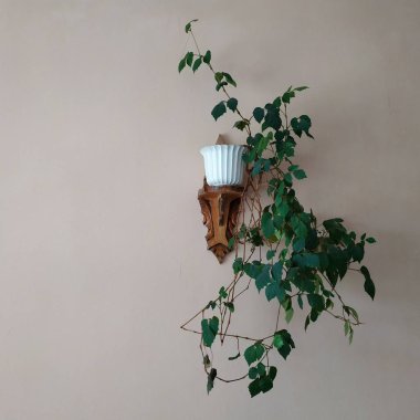 Crowton (lattır. Crton) - Euphorbia (Euphorbiaceae) familyasının bitki cinsi)