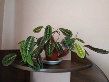 Crowton (lattır. Crton) - Euphorbia (Euphorbiaceae) familyasının bitki cinsi)