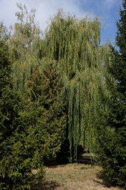 Sessiz köşe güzel doğa