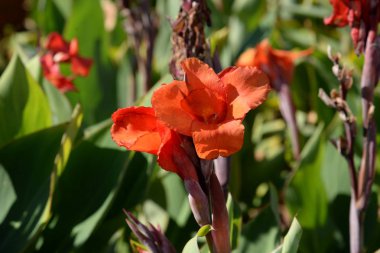 Canna (Lat. Canna) - Aynı Kalin familyasından tek bitki cinsi (Lat. Cannaceae)
