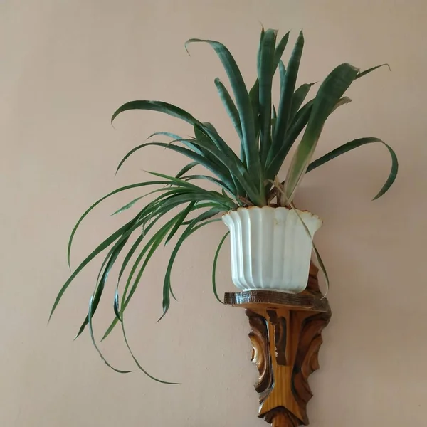 Naskórek Późny Epiphyllum Rodzaj Kaktusów Epifitycznych Rodziny Kaktusów — Zdjęcie stockowe