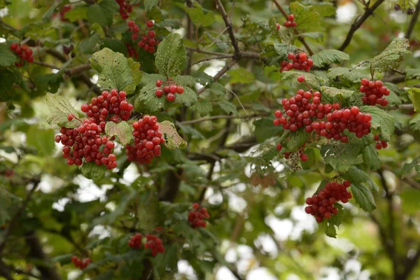 普通キノコ 赤スグリ ラテン語 Viburnum Opulus — ストック写真